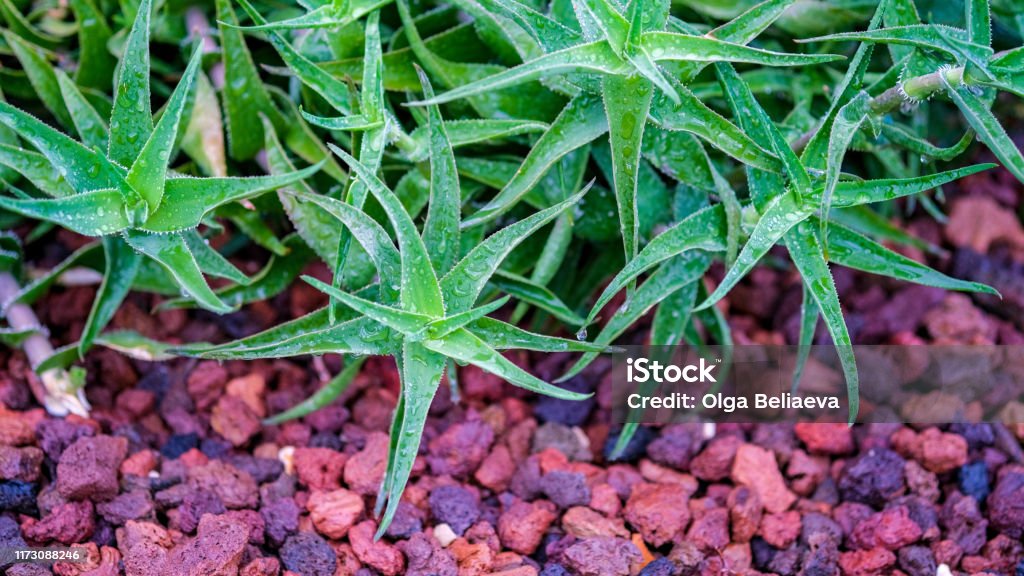 Sherlock Holmes Due Mand Top View On Aloe Vera Or True Aloe Plant On Volcanic Stones Background  Stock Photo - Download Image Now - iStock