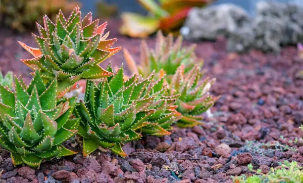 Photo of View on a group Aloe vera or true aloe plant on red volcanic stones.