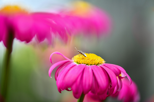 Macro photography. On a pink flower sits insect bug