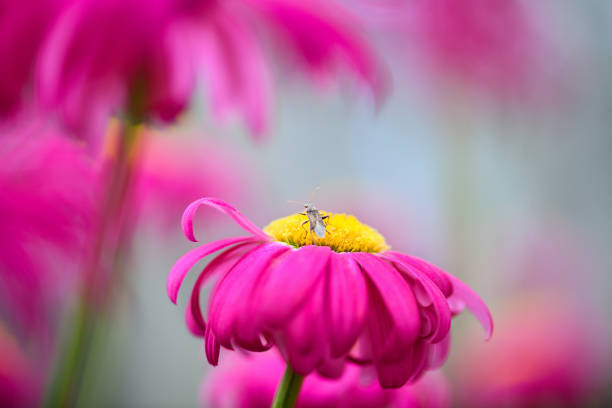 Macro photography. On a pink flower sits insect bug