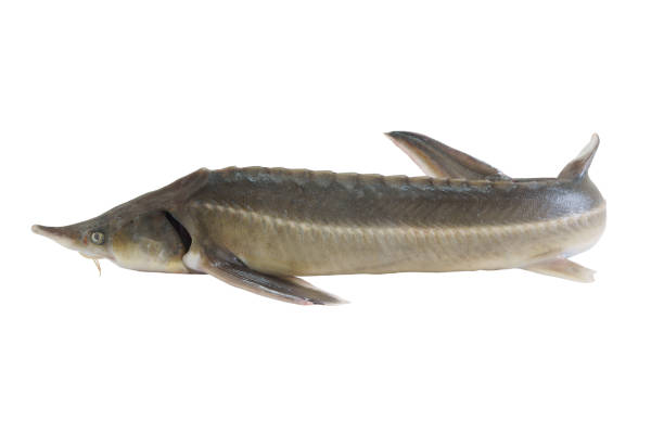 istock Sturgeon fish or sterlet isolated 1173089078