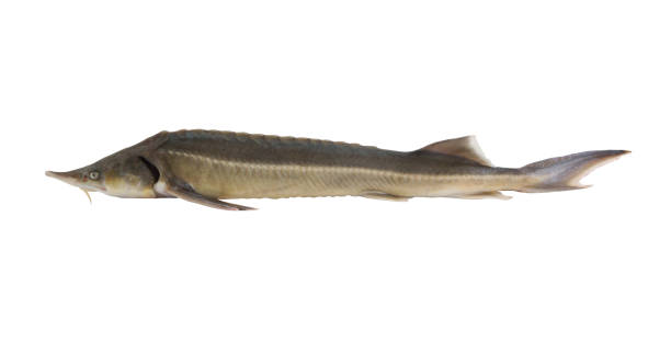 istock Sturgeon fish or sterlet isolated 1173089096