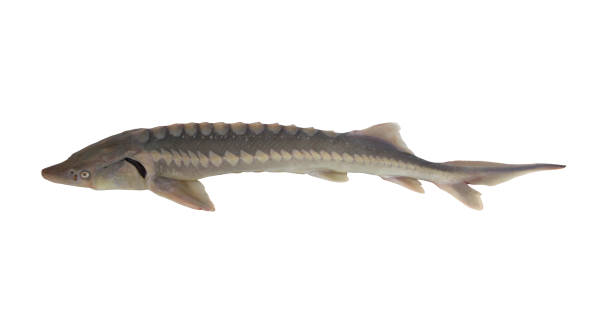 istock Sturgeon fish or sterlet isolated 1173089242