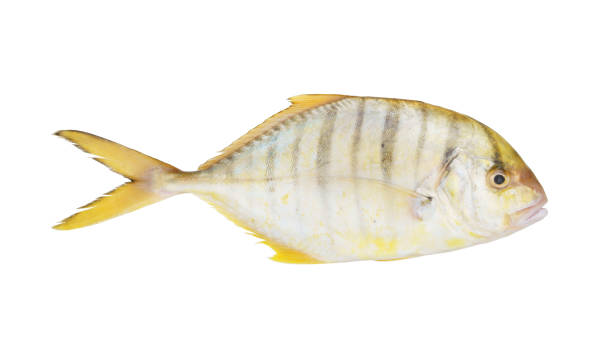 istock Golden travelly seafish isolated on white 1173089397