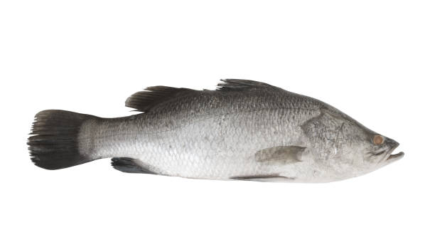 istock Barramundi fish isolated on white background 1173089451