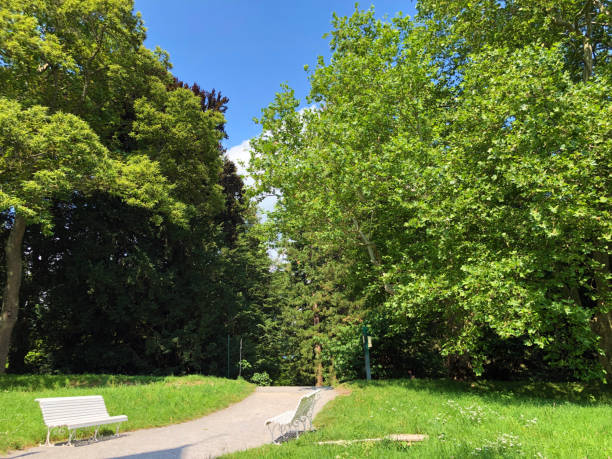 istock Landscape of The Spring Avenue or, (Island Mainau on the Lake Constance) 1173090593