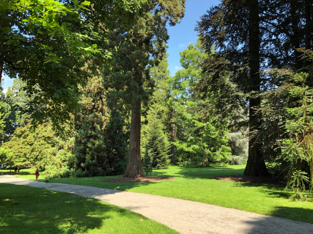 istock Arboretum, Tree Collection or Baumsammlung, (Island Mainau on the Lake Constance) 1173091272