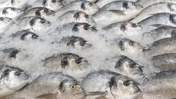 A bunch of fresh Barramundi, white perch, silver perch on a bed of ice sold in the market