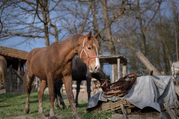 istock Two horses in the meadow in nature 1173092442