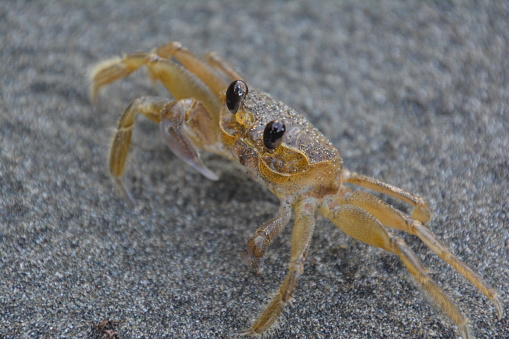 Ghost crab on beach