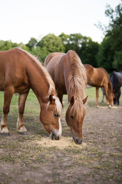 istock Horses eat grain on a ranch in nature 1173094276