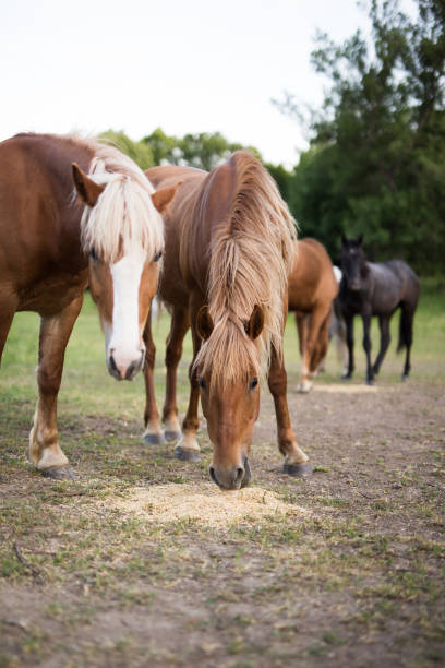 istock Horses eat grain on a ranch in nature 1173094350