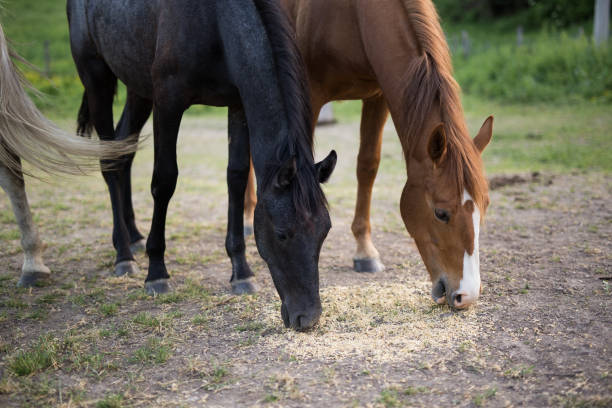 istock Horses eat grain on a ranch in nature 1173094415