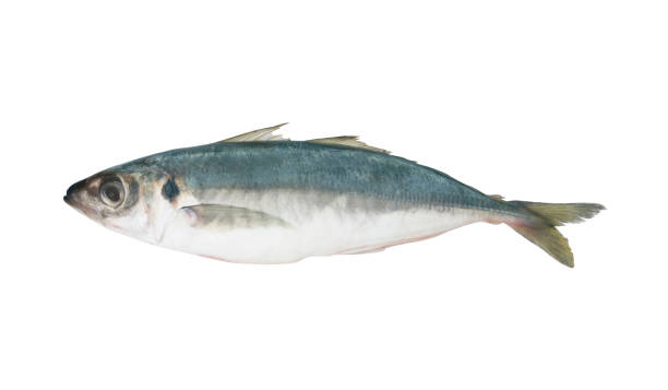 istock Fresh horse mackerel fish isolated 1173094486