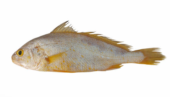 Croaker fish isolated on white Fresh croaker fish isolated on white background raw croaker fish stock pictures, royalty-free photos & images
