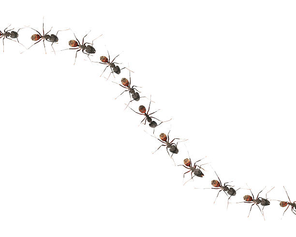 Marching ants (XXL)  ant stock pictures, royalty-free photos & images