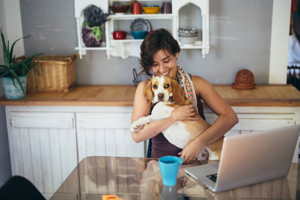 young woman at home woman playing with her dog while using laptop at home life stile stock pictures, royalty-free photos & images