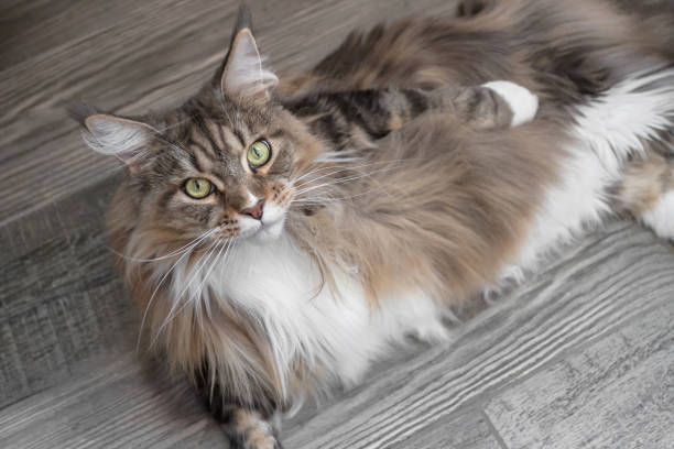 istock Cute Maine Coon cat 1173095927