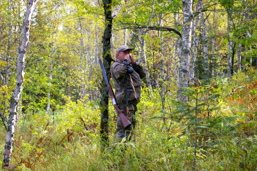 The Huntsman hunts on hazel hen in autumn wood.