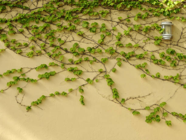 istock Yellow wall with growing green ivy on it, background 1173097120