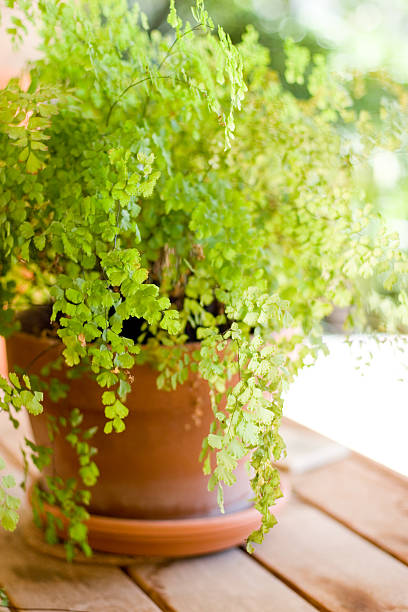 istock Maidenhair Fern 117309740