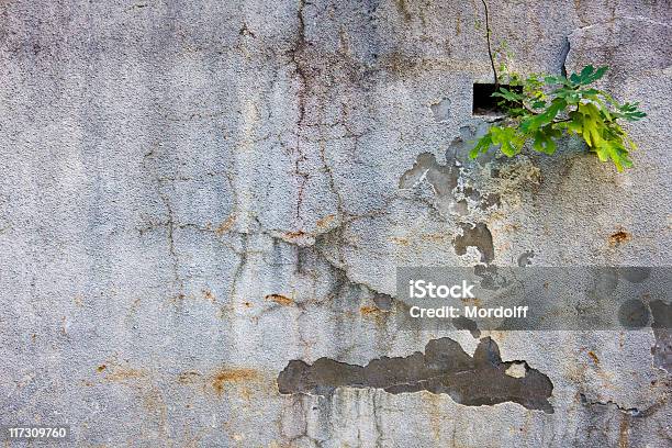 Fundo Grunge Com Verde Arbusto De Um Buraco - Fotografias de stock e mais imagens de Abandonado - Abandonado, Antigo, Ao Ar Livre