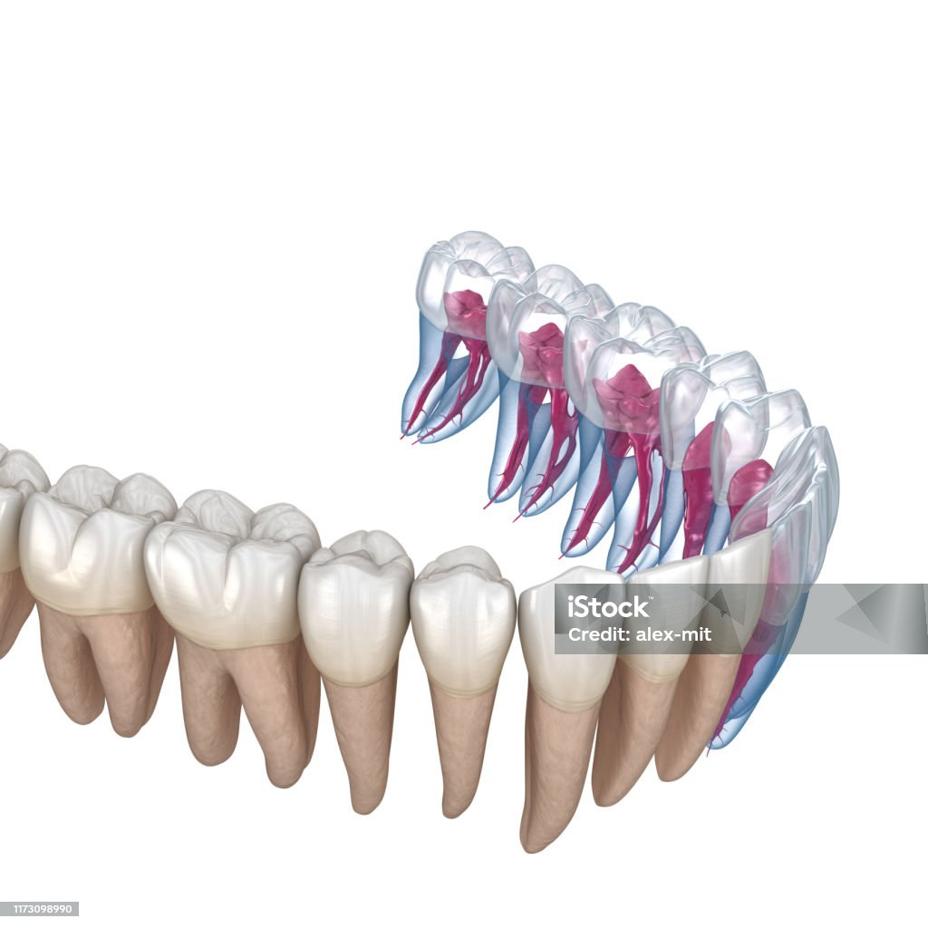 Tooth Root Real Dental Root Anatomy Xray View Medically Accurate Dental 3d Illustration ...