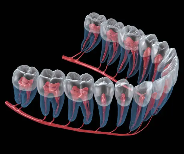 Photo of Dental root anatomy, Xray view. Medically accurate dental 3D illustration