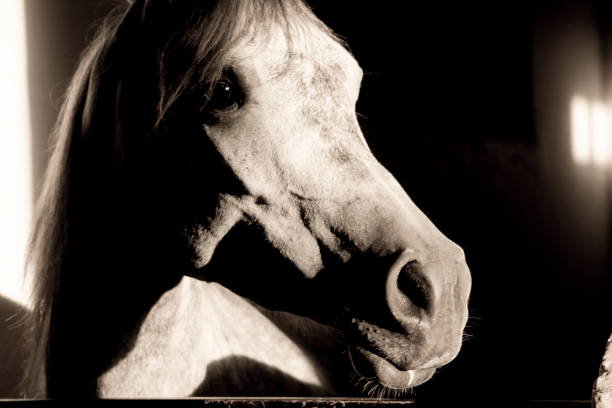 istock Horse portrait close-up 1173099681