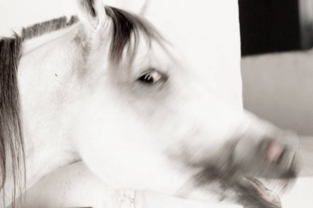 istock Animal portrait abstract, close-up 1173099909