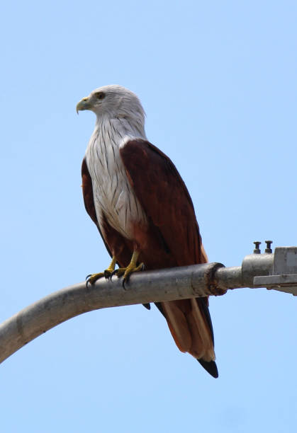 istock Beautiful Bald eagle with white head and brown wings sitting on street light pole 1173100049