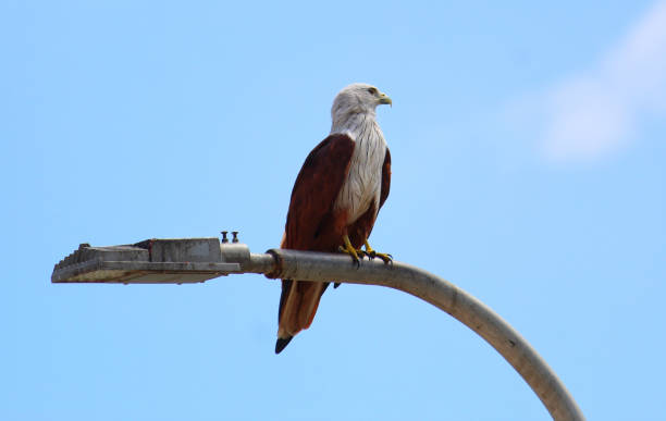 istock Bald eagle with white head and brown wings sitting on street light pole 1173100058