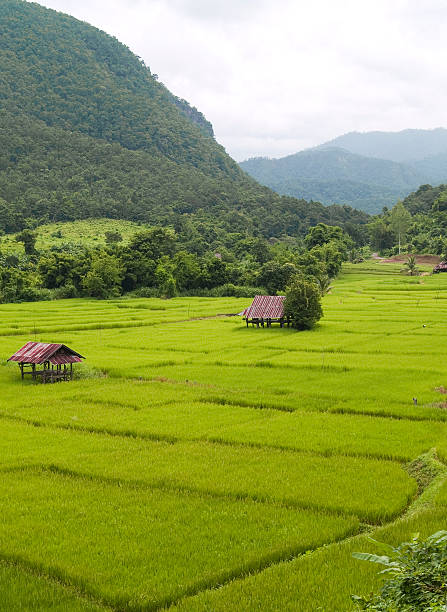 istock Rice farm between valley in the mountain 117310032