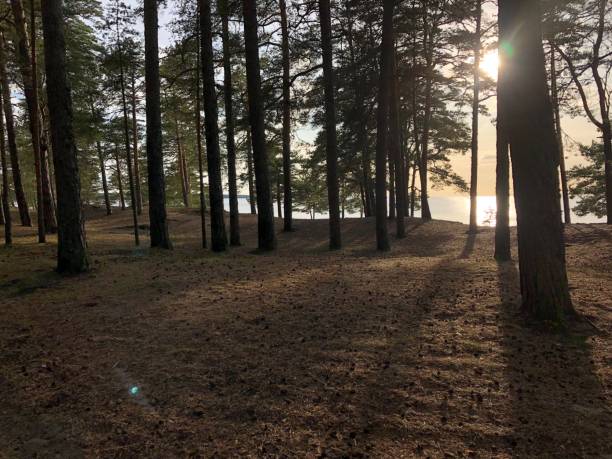istock Beautiful sunset on the sea between the forest trees 1173102586