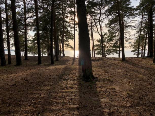 istock Beautiful sunset on the sea between the forest trees 1173102602