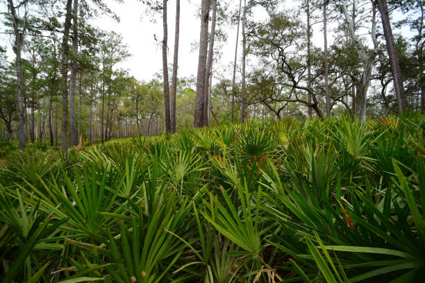 istock Saw palmetto sloping on  forested hillside under pine canopy 1173103501