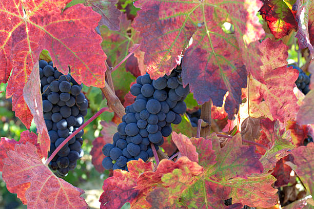 uvas na vinha - vineyard ripe crop vine imagens e fotografias de stock