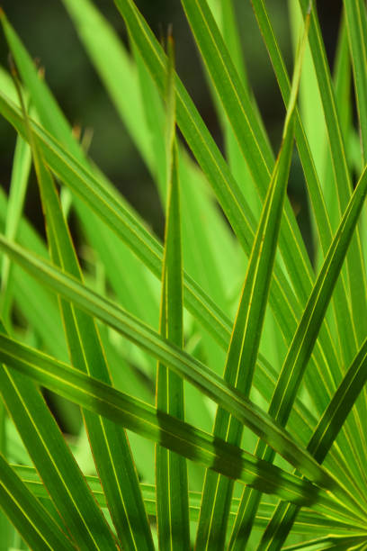 istock Backlit Saw palmetto leaves with intersecting fronds shading each other 1173103624