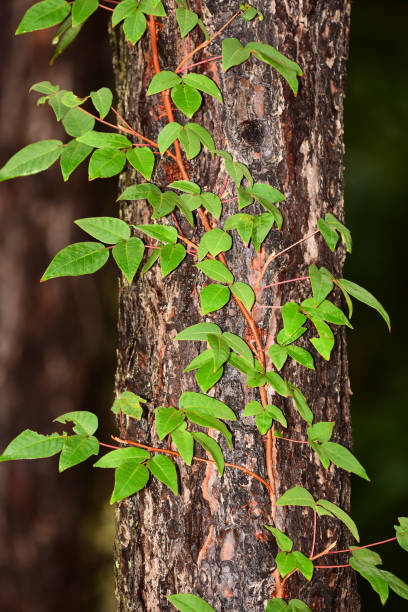 istock Poison ivy vine on pine tree trunk, with three - leaf groups of new and older leaves 1173103834