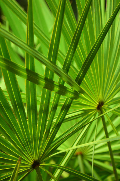 Two backlit Saw palmetto leaves with intersecting fingers shading each other Morning light on backlit saw palmetto fronds, casting shadows and highlighting the midribs and linear leaf veins. Photo taken at Jennings state forest in North Florida. Nikon D7200 with Nikon 200mm macro lens saw palmetto stock pictures, royalty-free photos & images