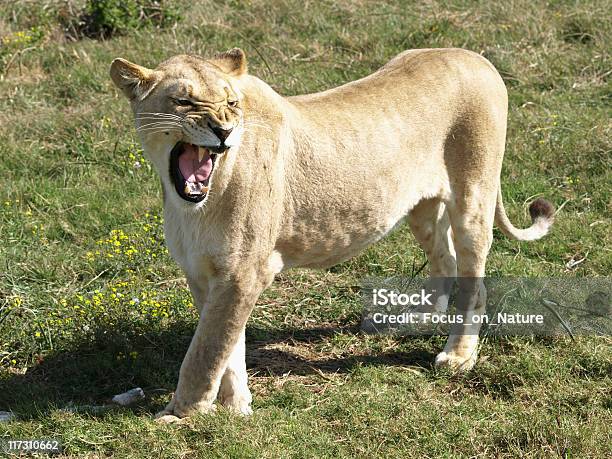 Wütende Löwin Stockfoto und mehr Bilder von Aggression - Aggression, Farbbild, Fotografie