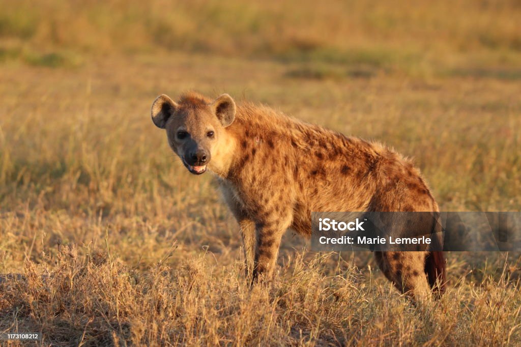 Spotted hyena in the savannah, Masai Mara National Park, Kenya. Spotted hyena (crocuta crocuta) in the grass, Masai Mara National Park, Kenya. Animal Stock Photo