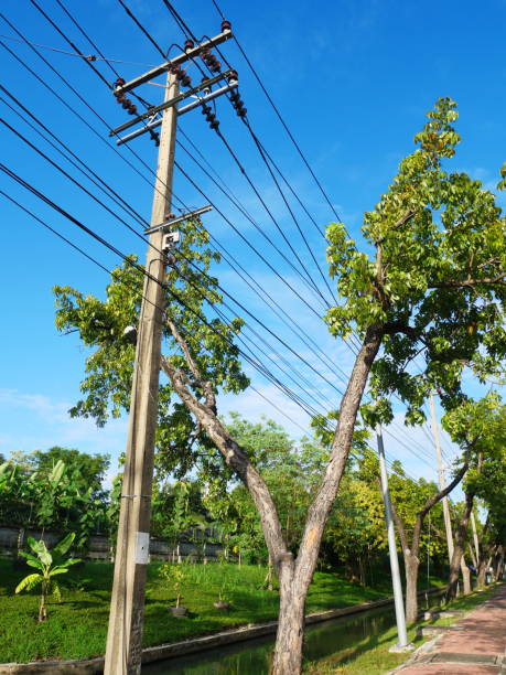 istock Electricity pylon and line near tree 1173109424