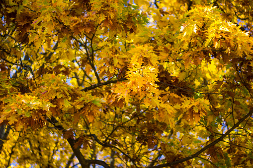 Autumn leafs in Barcelona forest, Holy oaks, oaks and raspberries leafs changing colors to red..