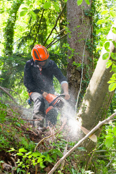 istock Lumberjack felling old trees 1173109606