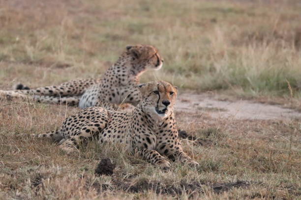 istock Cheetahs resting, Masai Mara National Park, Kenya. 1173109715