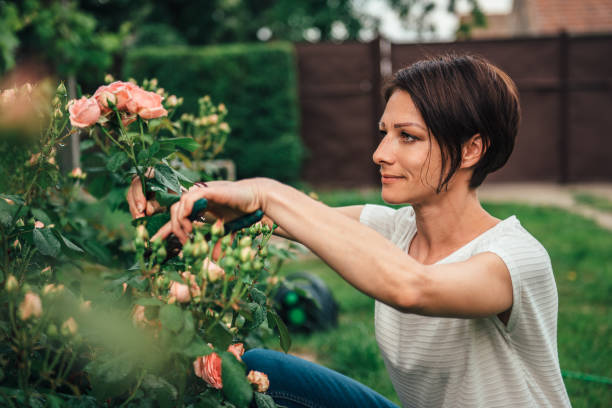 istock Woman pruning roses in the backyard garden 1173109846