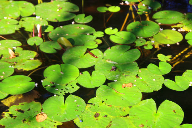 istock Pond of bright green lily pads 1173110885