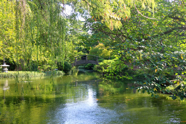 istock Serene, peaceful large trees with pond and sun illuminating the water 1173110909