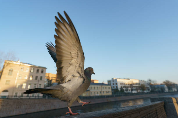 istock Flight of the city pigeon 1173112110